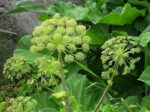 Angelica Root Essential Oil