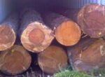 Ash Wood Logs