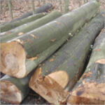 Beach Wood Logs