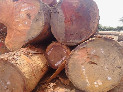 Beli Wood Logs Beli Wood Logs