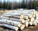 Birch Wood Logs