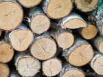 Birch Wood Logs