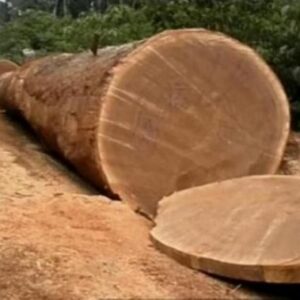 Bubinga Wood Logs