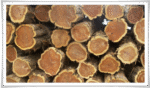 Cedar Wood Logs