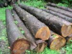 Cherry Wood Logs