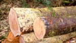 Douglas Fir Wood Logs
