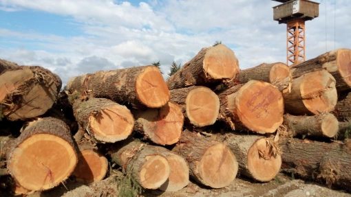 Douglas Fir Wood Logs Douglas Fir Wood Logs