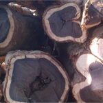 Ebony ( Black Ebony ) Wood Logs
