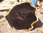 Ebony ( Black Ebony ) Wood Logs