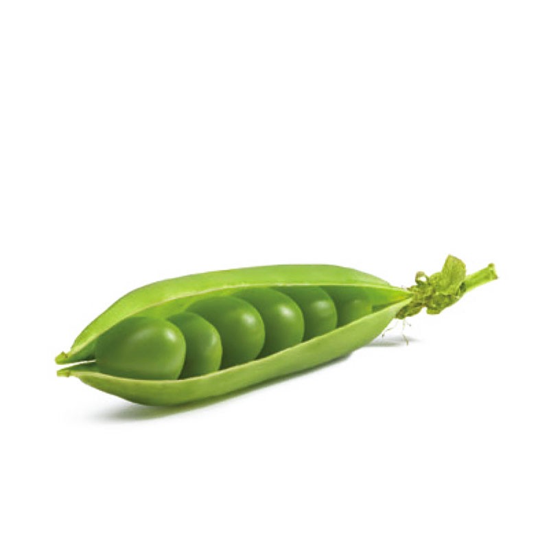 Pois anglais Pois anglais