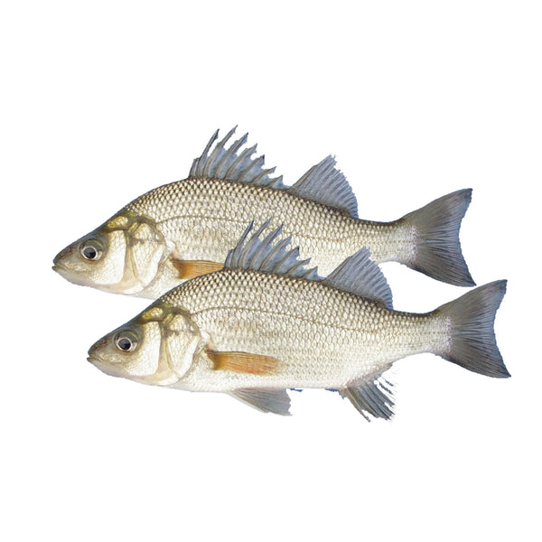 Fresh East Coast White Perch Fresh East Coast White Perch