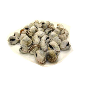 Ningde frais Erdu clamcockle sanglant