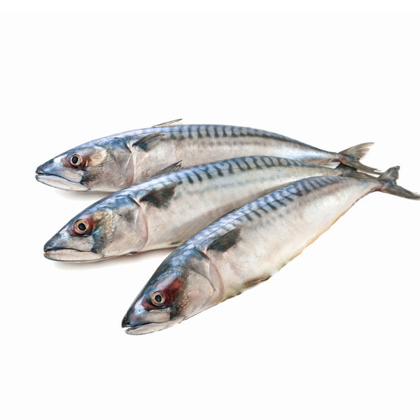 FRESH SPANISH MACKEREL FRESH SPANISH MACKEREL