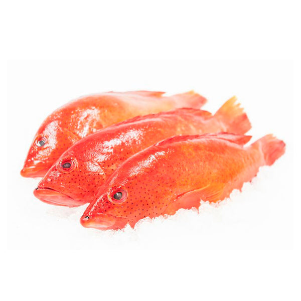 FRESH STRAWBERRY GROUPER FRESH STRAWBERRY GROUPER