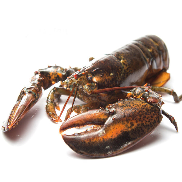Grade A Live Lobster Grade A Live Lobster