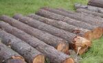 Hemlock Wood Logs