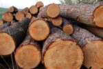Hemlock Wood Logs
