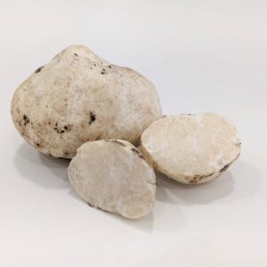 Truffe au miel - Mattirolomyces terfézioides