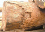 Iroko Wood Logs
