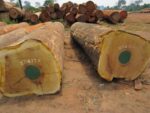 Iroko Wood Logs