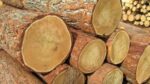 Larch Wood Logs