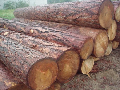 Larch Wood Logs Larch Wood Logs