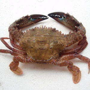 Live Rock Crab