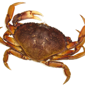 LIVE VANCOUVER CRAB