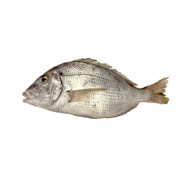 LIVE White Tilapia LIVE White Tilapia