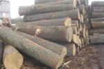 Oak Wood Logs