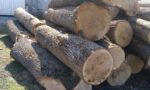 Oak Wood Logs