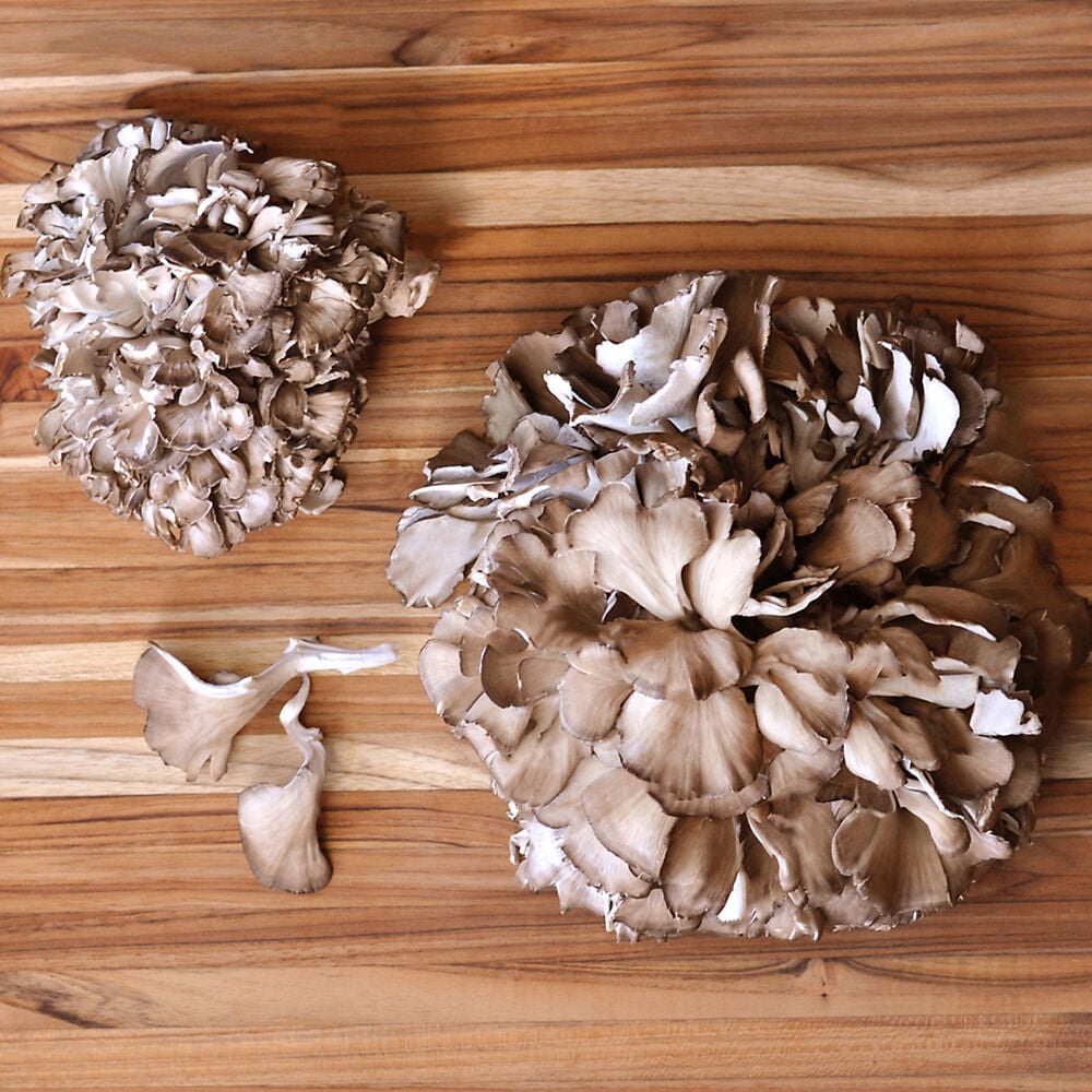 Organic Maitake (Hen of the Woods) Mushrooms Organic Maitake (Hen of the Woods) Mushrooms