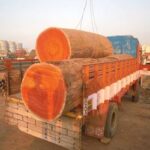 Premium Sawn Timber Investment