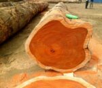 Padauk Wood Logs