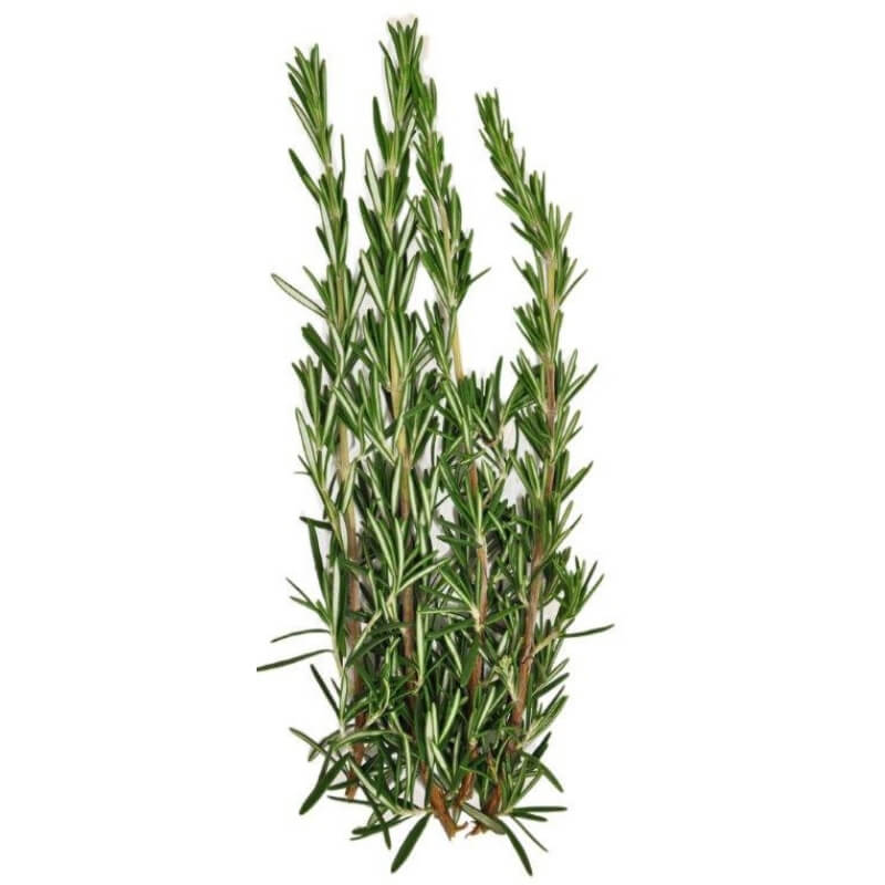 Rosemary Rosemary