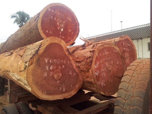 Sapele Wood Logs Sapele Wood Logs