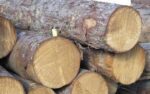 Spruce Wood Logs