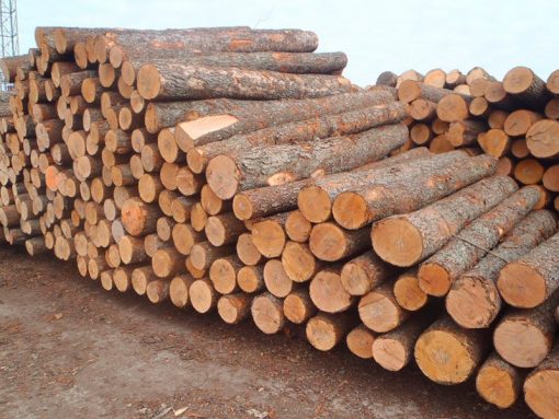 Spruce Wood Logs Spruce Wood Logs