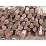 Teak Wood Logs