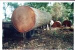 Zebrano Wood Logs
